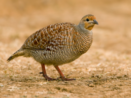 Турач сірий (Ortygornis pondicerianus)