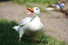 Canard de Pékin.