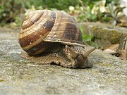 Helix straminea (Italy)