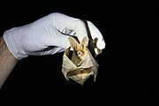 Brown bat