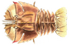 Illustration of a slipper lobster, seen from above