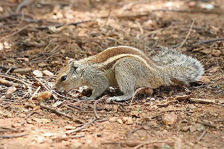 Indian palm squirrel, by Muhammad Mahdi Karim