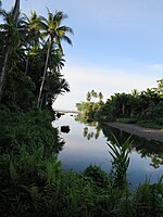 Forêt pluviale des Îles Salomon le long de la rivière Kirakira.