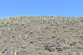 Cacti "forests" leading in to Lake Pleasant Regional Park