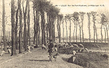 Carte postale ancienne montrant le pâturage de moutons.