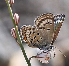 Agrodiaetus loewii uranicola from United Arab Emirates