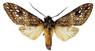 Lophocampa flavodorsata ♂