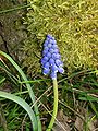 Muscari armeniacum