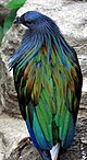 Pigeon de Nicobar au zoo de Houston.