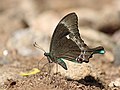 Papilio crino in Melagiri