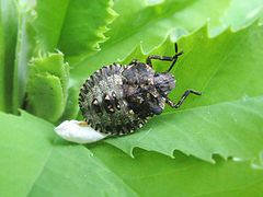 Young nymph