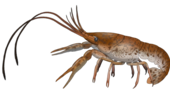 Digital artwork of a reddish brown lobster-like animal