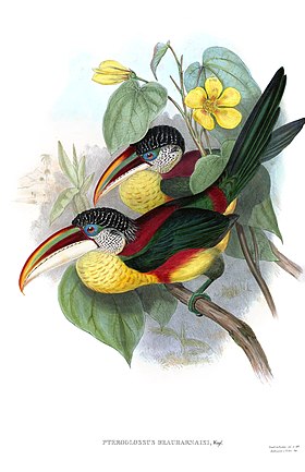 Pteroglossus beauharnaesii por John Gould