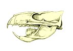 Fossil skull of Ptilodus mediaevus, a rodent-like multituberculate