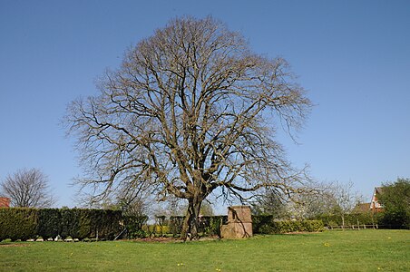 Tilleul - Arbre de la liberté - 1848 - Quercamps