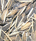 Riz africain brut (ou riz paddy), avec sa balle non comestible.