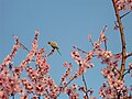 My almond crop under threat