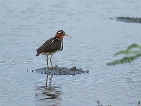 Цветной бекас (Rostratula benghalensis)