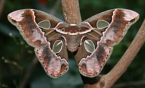 Rotschildia cincta (Saturniidae, Saturniinae)