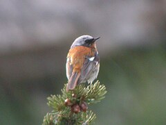 Description de l'image Rufous-backed Redstart.jpg.