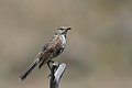 Sage Thrasher, Yellowstone NP, WY