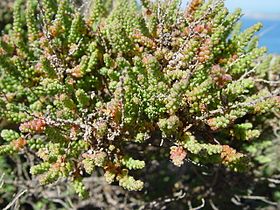 Salsola vermiculata