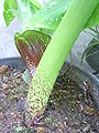 Scadoxus multiflorus caule com pintas