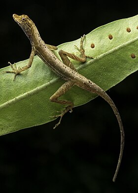 A. fuscoauratus no Parque Nacional de Yasuni, Equador