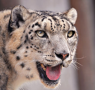 Snow leopard, by Tambako The Jaguar