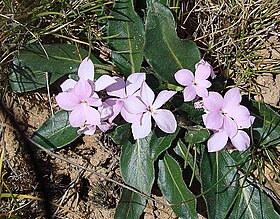 Stenandrium dulce