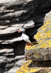 Picture of a puffin standing on the edge of a lichen-covered cliff