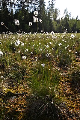 Eriophorum vaginatum