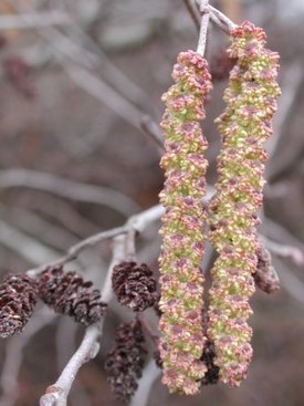 Ольха мелкопильчатая (Alnus serrulata) слева — женские серёжки справа — мужские