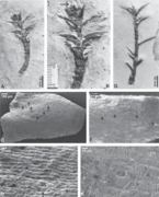 Fossile de Tomaxellia (Cheirolepidiaceae)