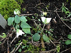 Description de l'image Trillium rivale.jpg.