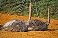 Ostriches in their Wanyama Village enclosure