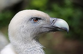 Profil d'un vautour fauve, au domaine zoologique de Pescheray, dans la Sarthe en France.