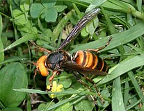 Asian giant hornet