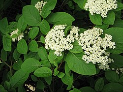 V. lantana