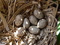 쇠물닭 (Gallinula chloropus), 작은 알무더기