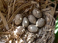 G. c. chloropus nest with small clutch of eggs at Wilgenhoek, Deerlijk (Belgium)