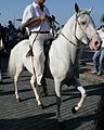 this is a white horse with black spots pic taken from the same spot I bet this is also a sabino-white