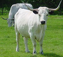 a cow with spreading horns, white with black muzzle and ears