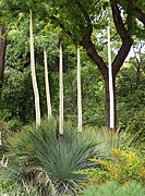 Xanthorrhoea quadrangulata