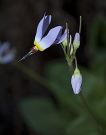 Dodecatheon pulchellum