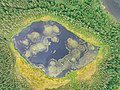 Myllylampi lake with duckweed "islands" photographed from above. Orusjärvi, Pitkyarantsky District, Karelia, Russia.