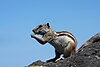 Barbary ground squirrel