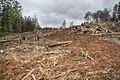 Logging in Toolangi State Forest along Blowhard Track