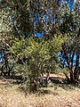 A. salicina habit, Burke River floodplain, Boulia, Queensland