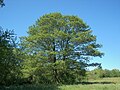 Image 44Alnus glutinosa (from List of trees of Great Britain and Ireland)